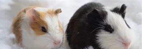 荷兰猪幼崽怎么养好 荷兰猪幼崽怎么养好