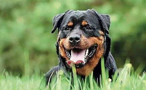 罗威纳犬怎么养变凶