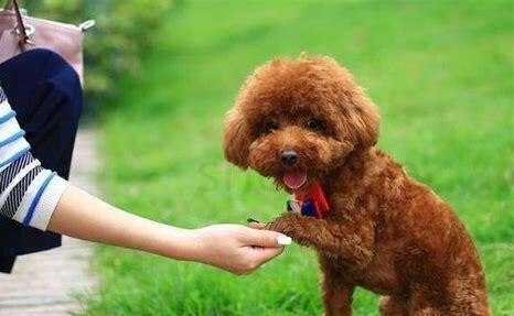 贵宾犬怎么养才不臭