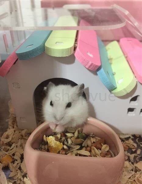 不想养仓鼠了怎么办