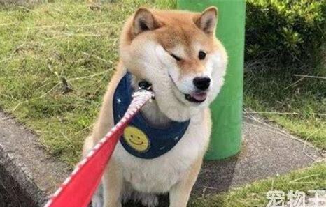 家人不让养狗怎么办