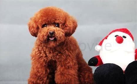 泰迪犬怎么养不会臭