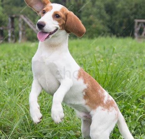 比格犬怎么养才不叫