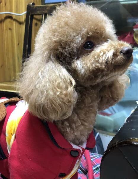 宠物狗泰迪怎么养最好