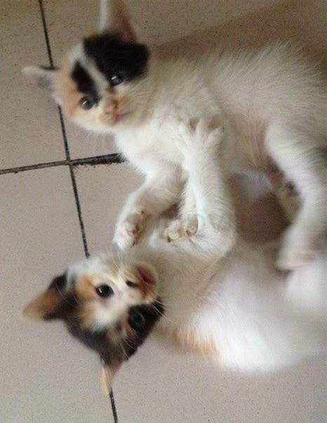 1个月小猫怎么养 1个月小猫怎么养