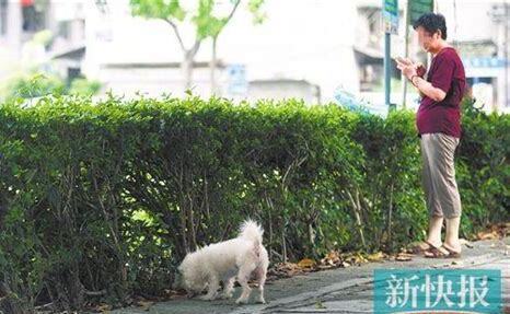 家人不让养狗狗怎么办