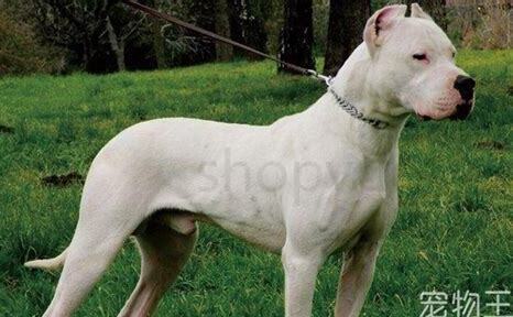 怎么养好杜高犬