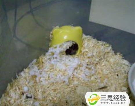 养仓鼠没有木屑怎么办啊