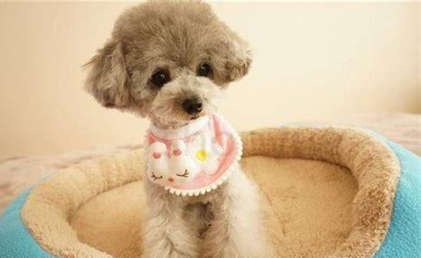 贵宾犬怎么养才不臭味