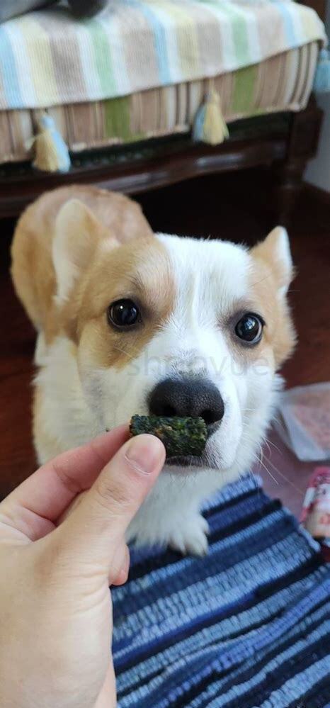 为啥养柯基的人不多