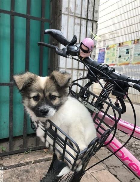 两个半月的小狗怎么养 两个半月的小狗怎么养