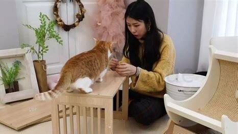 养过猫的房子怎么除味