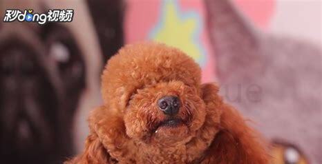 四十多天的泰迪怎么养好