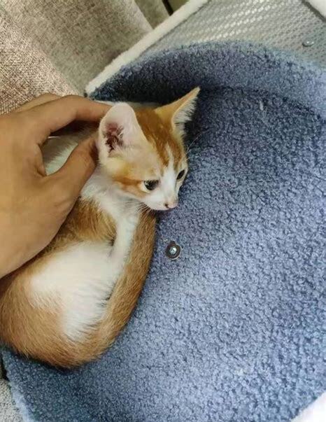 二个月猫刚到新家该怎么照顾