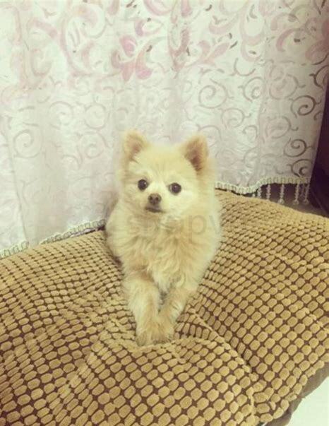 五个月的博美犬怎么养比较好