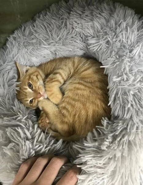 小猫养多久才认主人