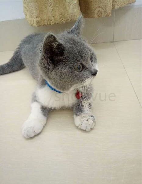 2个月大的猫怎么养好