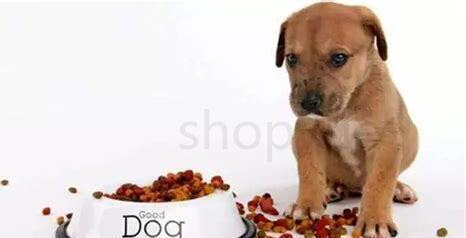 幼犬晚上一直叫要管吗