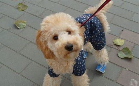 刚满月的贵宾犬怎么养
