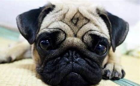 两个月巴哥犬怎么养