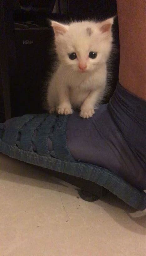 没睁开眼的小猫怎么养好