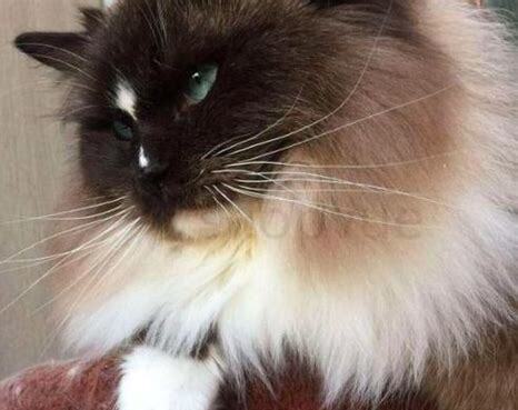 两个月大的猫怎么养更粘人