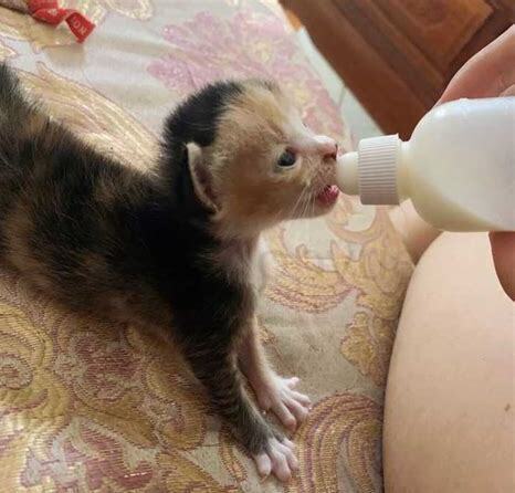 刚出生的小猫怎么喂