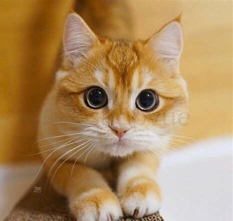 没睁开眼的小猫怎么养
