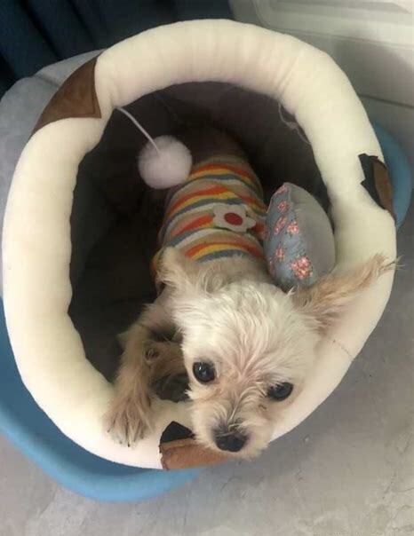 刚生下来的狗狗怎么养好
