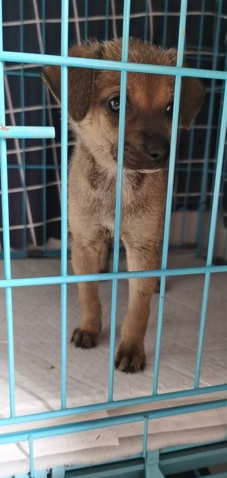 2个月大的狗狗怎么养