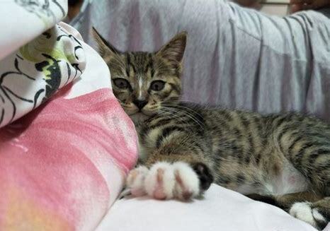 刚买回来的猫怎么养
