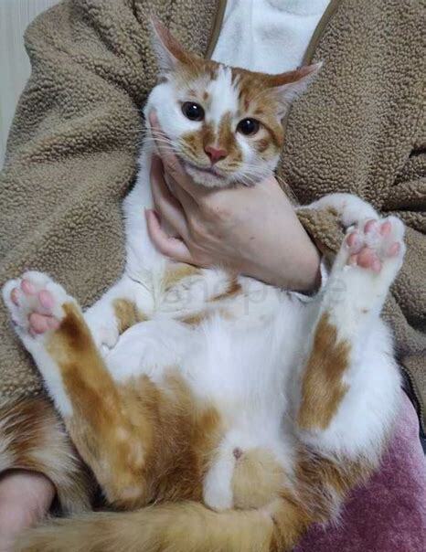 一个月的小猫离开母猫能活么