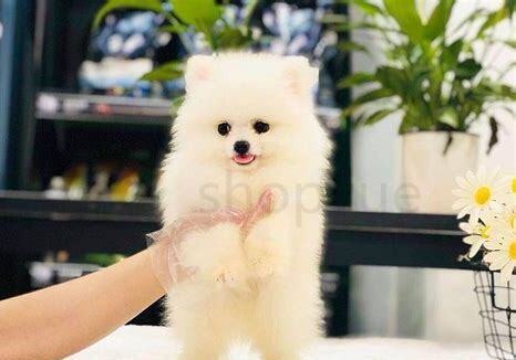 三个月博美犬怎么养