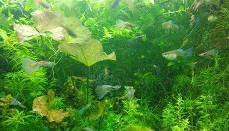 养孔雀鱼鱼缸怎么造景