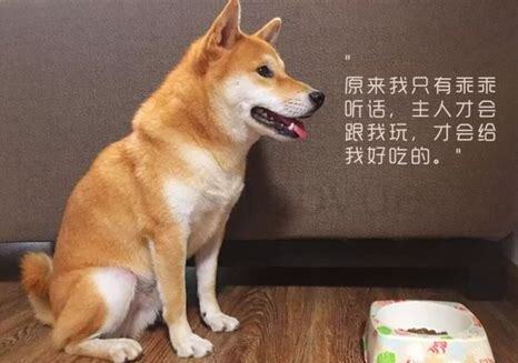 一个多月的狗狗怎么养