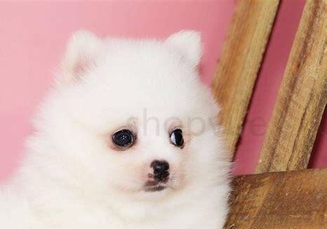 三个月博美犬怎么养最好