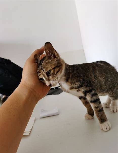 两个月大的猫怎么养