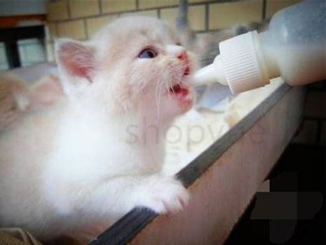 2个月小奶猫怎么养