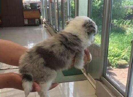 四十多天的小狗怎么养