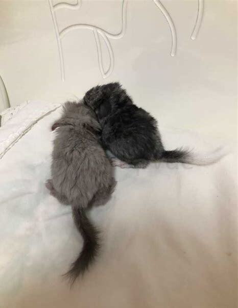 刚出生的龙猫怎么养