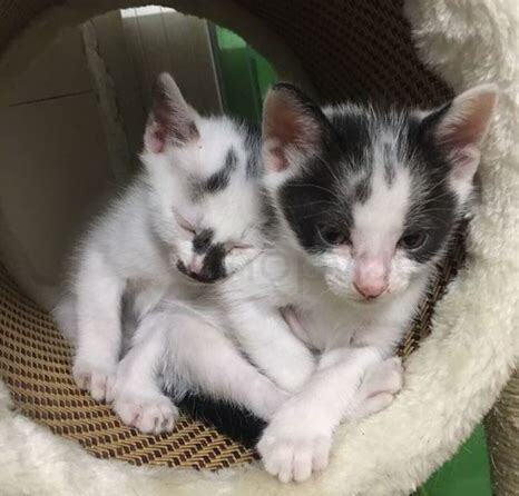 2个月大的猫怎么养