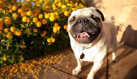 两个月巴哥犬怎么养最好