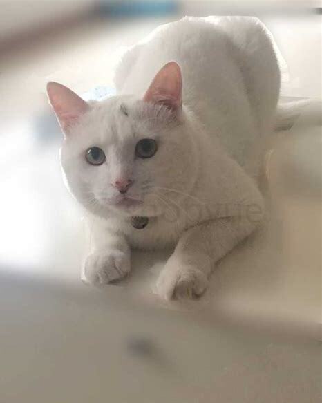 刚出生的小奶猫怎么养