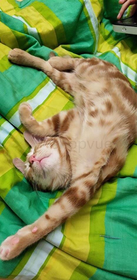 两个月大的猫咪怎么养