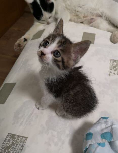 一个多月的猫咪怎么养