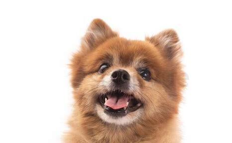 两个月的博美犬怎么养好