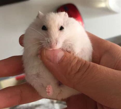 刚生下来的仓鼠怎么养