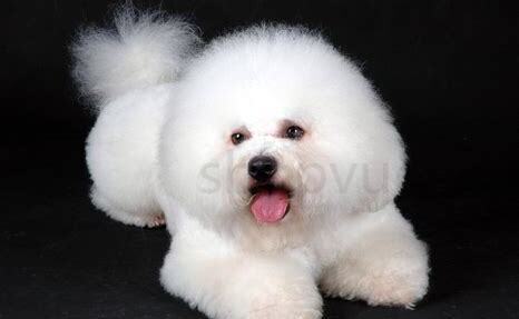 3个月大比熊犬怎么养的