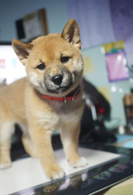2个月的柴犬怎么养