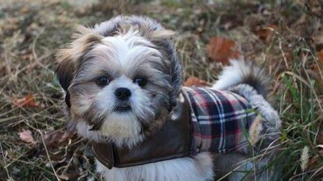 怎么养西施犬视频